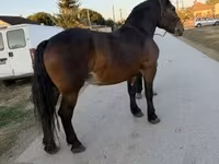 Kanca, Hungarian horse breed — 1. fotó
