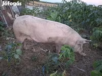 Disznók (tétel, nem megadva), Sertések — 2. fotó