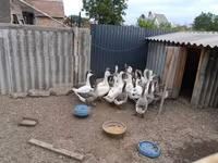 Geese — 2-сурет
