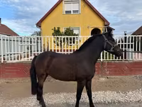 Cheval, Chevaux — photo 4