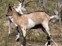 母山羊, Nubian Goat — 照片 2