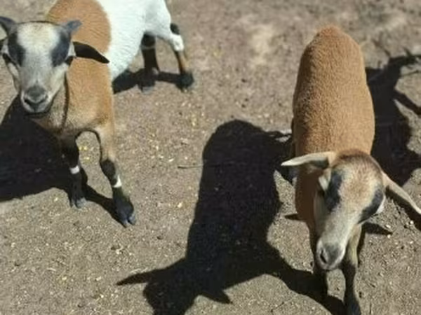 Sheep (batch, sex not specified), Cameroon sheep — Hungary