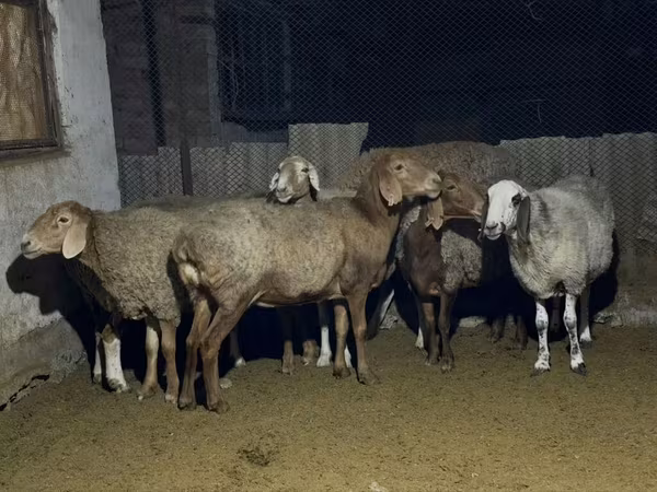 Ovce, Arashan sheep