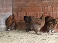 Brahma — Foto 4