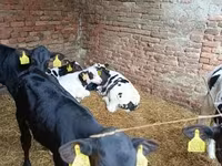 Bull, Holstein breed — photo 3
