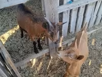 Bode, Cabras — foto 3