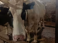 Tehén, Simmental cattle — 1. fotó