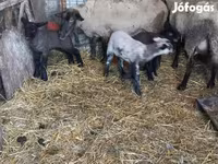 Juh, White Suffolk sheep — 2. fotó