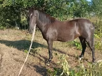 母马, Nonius horse — 照片 3