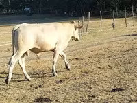 ثور, Charolais cattle — الصورة 8