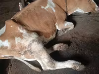Krowa, Simmental cattle — zdjęcie 4