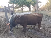 Kuh, Aberdeen-Angus — Foto 4