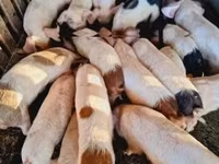 Sow, Pigs — photo 2