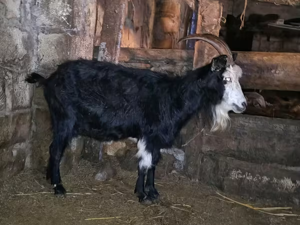 Nőstény kecske, Kamori goats