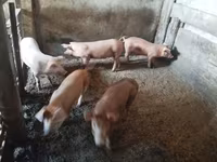 Sow, Pigs — photo 2