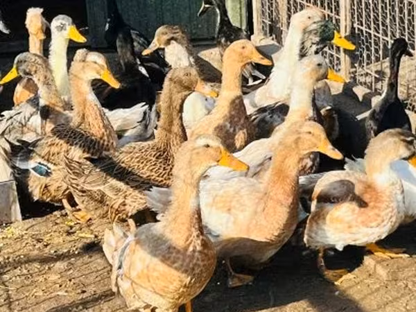 Ducks