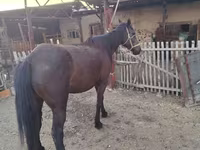 Yegua, Caballos — foto 3