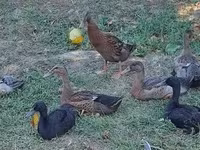 इंडियन रनर — फ़ोटो 4