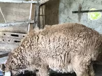 Sheep (batch, sex not specified), Sheep — photo 2