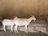 Nőstény kecske, Pomellata goat — 1. fotó