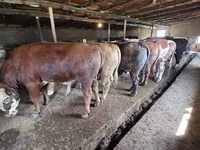 Bika, Simmental cattle — 8. fotó