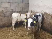 公牛, Simmental cattle — 照片 3