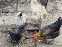 Chickens — foto 2