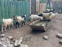 Bak, Pomellata goat — 7. fotó