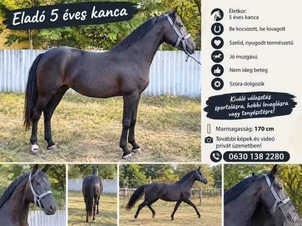 Kanca, Nonius horse