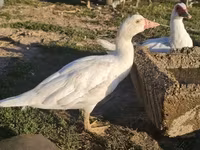Ducks — zdjęcie 1