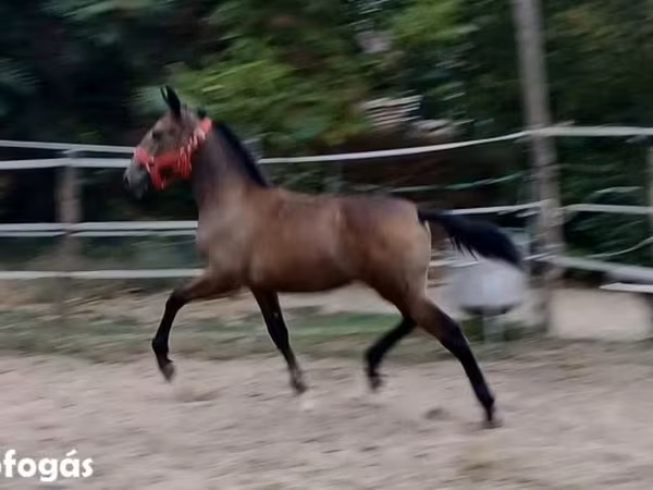 Kanca, Lipizzaner