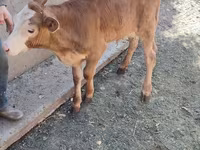 أبقار (دفعة، الجنس غير محدد), Simmental cattle — الصورة 5