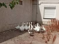 Geese — zdjęcie 5