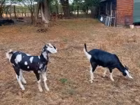 母山羊, Nubian Goat — 照片 2