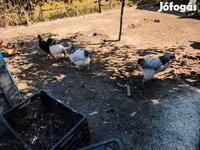 Turkeys — الصورة 7