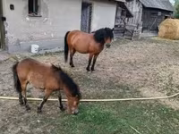 Kanca, Lovak — 1. fotó
