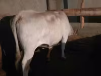 Vaca, Raza Auliékol — foto 1