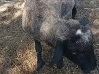 公羊, Tsigai sheep — 照片 2