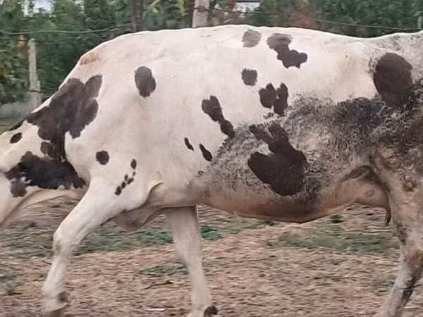 Tehén, Russian Black pied cattle