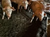 Boar, Pigs — photo 4