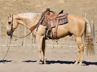 Hing, Quarter Horse — 5. fotó