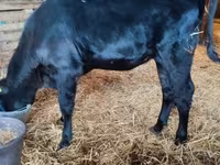Cow, Aberdeen-Angus — photo 2