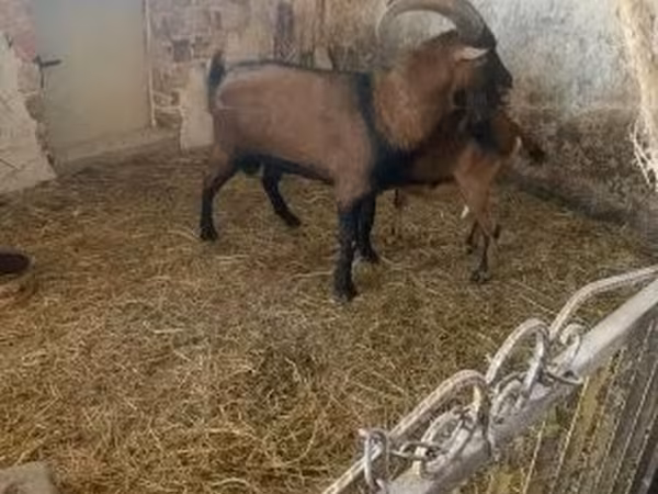 Billy Goat, Alpine goat