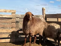 Oveja, Kazakh fat-tailed coarsewool sheep — foto 1