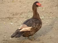 Ducks — 照片 1