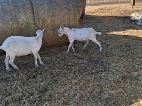 公山羊, Goats