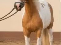 Jument, Chevaux — photo 7