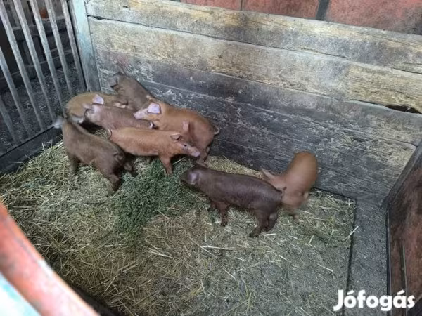 Boar,  — Hungary