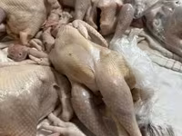 Chickens — zdjęcie 5