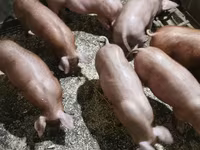 Eber, Schweine — Foto 1